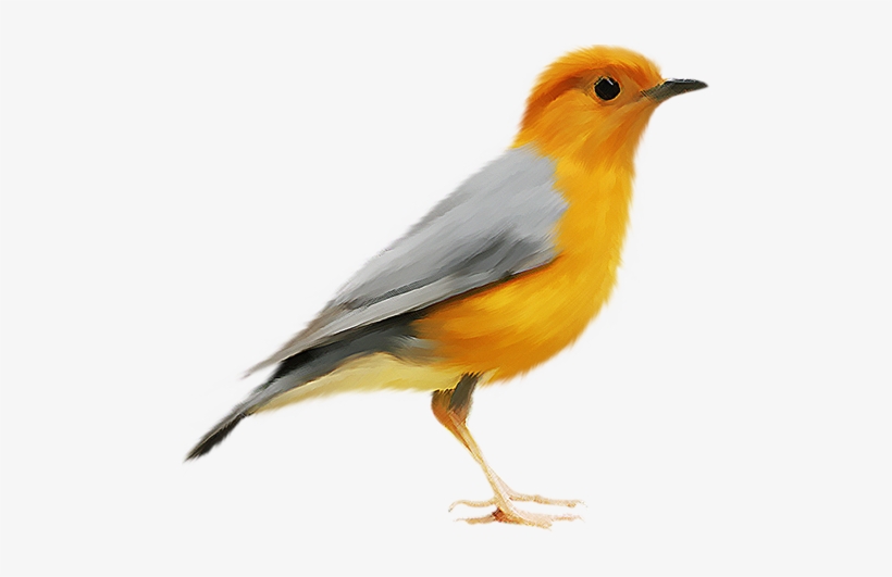 Birds Png Picture - Couch Kingbird, transparent png