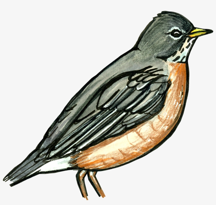 Bird Scout - Old World Flycatcher, transparent png