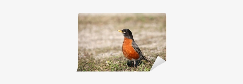 Stock Photography, transparent png