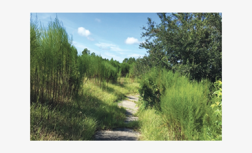Matanzas Woods Golf Course Owners Agree To Maintain - Larch, transparent png