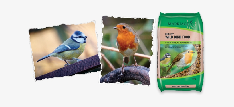 Wild Bird Products - European Robin, transparent png