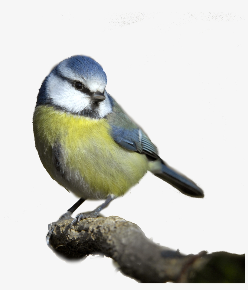 Bird Png - Blue Tit White Background, transparent png