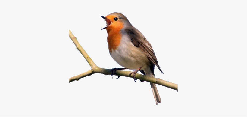 Make Your Feathered Friends A Christmas Gift - Exploring The Science Of Sounds By Abigail Flesch Connors, transparent png