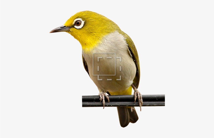 Parent Category - Bird, transparent png