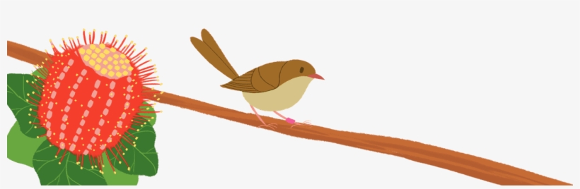 Fancy Males - European Robin, transparent png