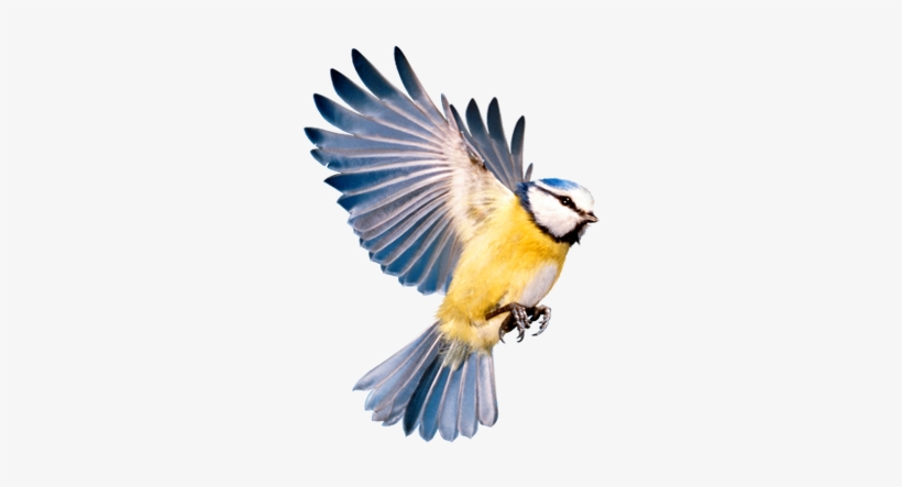 Most Birds Love These, But Robins And Blackbirds Most - Information, transparent png