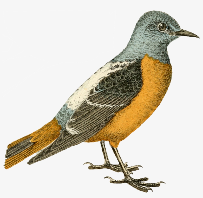 Mica Design Lovely Bird Png - Vintage Bird, transparent png