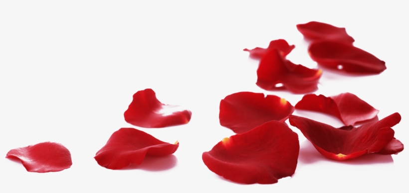 15 Rose Petals On Floor Png For Free Download On Mbtskoudsalg - Menow Rose Bb Cream, transparent png