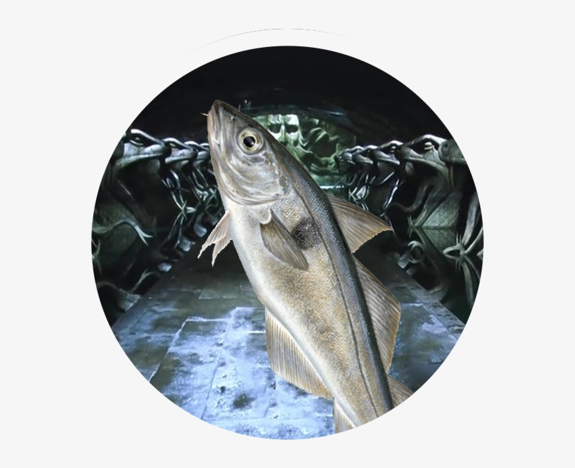 Survivor, transparent png