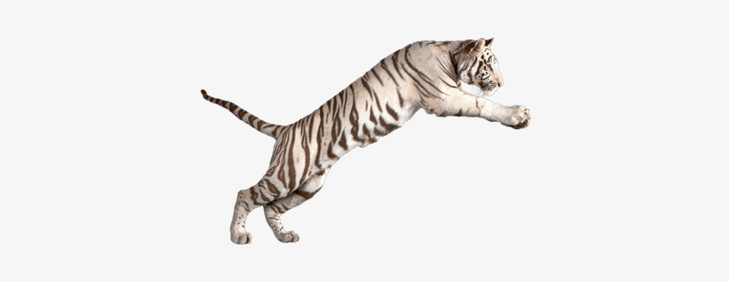 Jumping White Tiger - White Tiger Transparent Background, transparent png