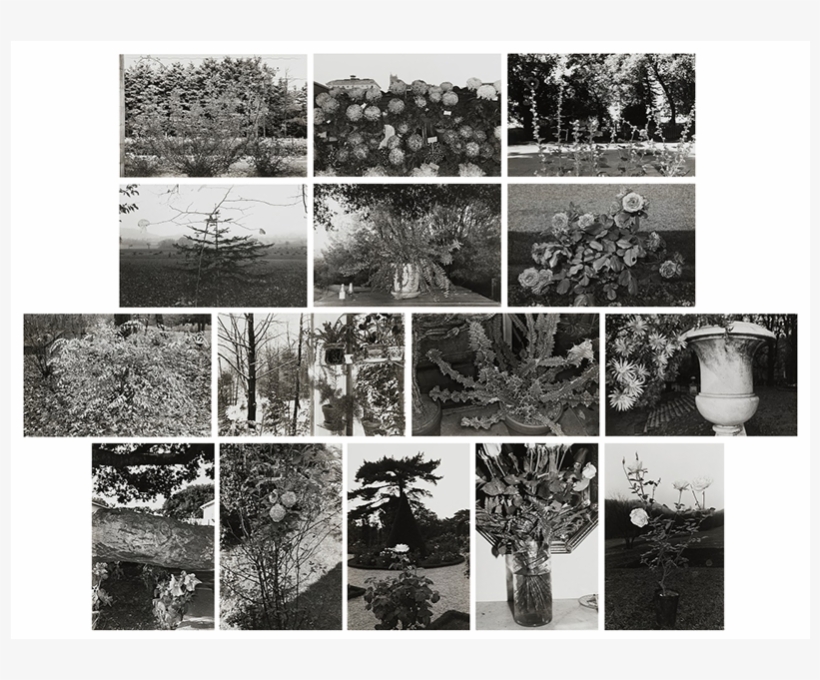 Lot - Flower, transparent png