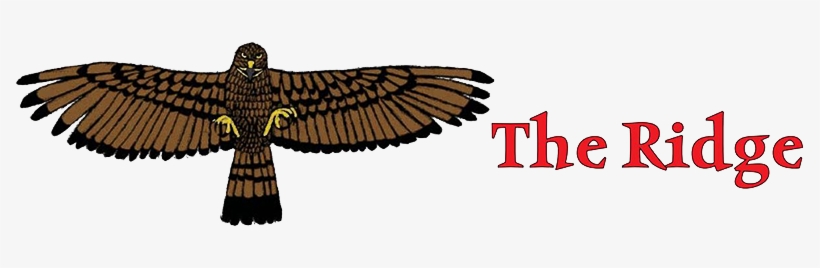 Headlines & Deadlines - Sea Eagle, transparent png