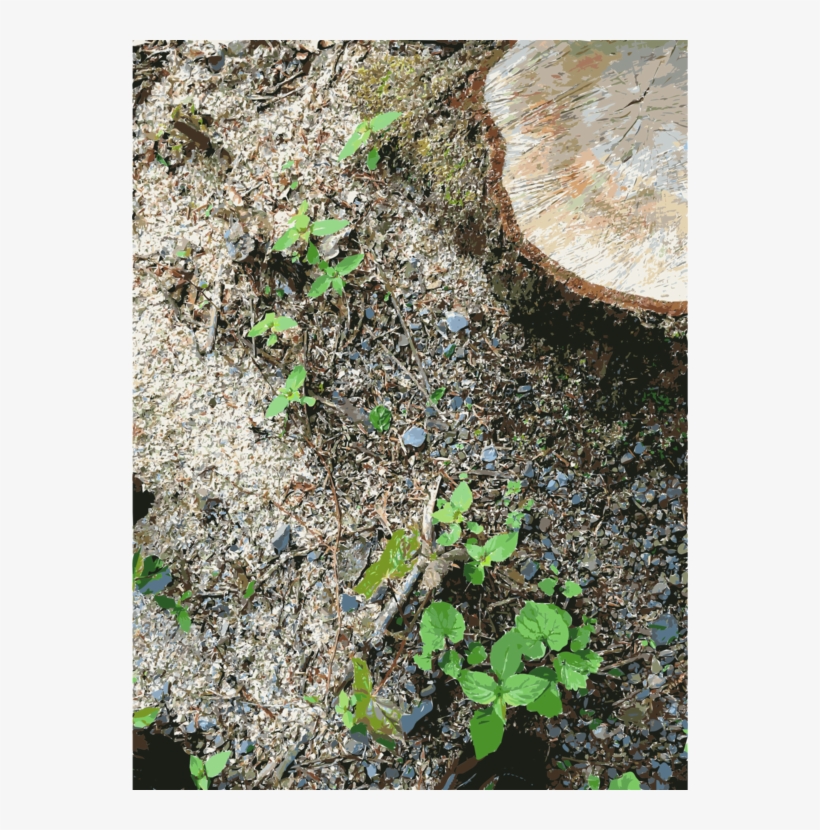 Herb Soil Lawn Groundcover - Soil, transparent png