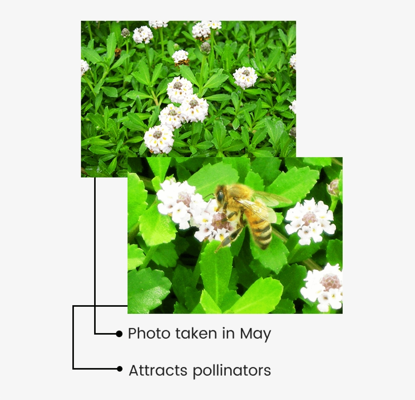 Long Flowering Season - Jasmine, transparent png