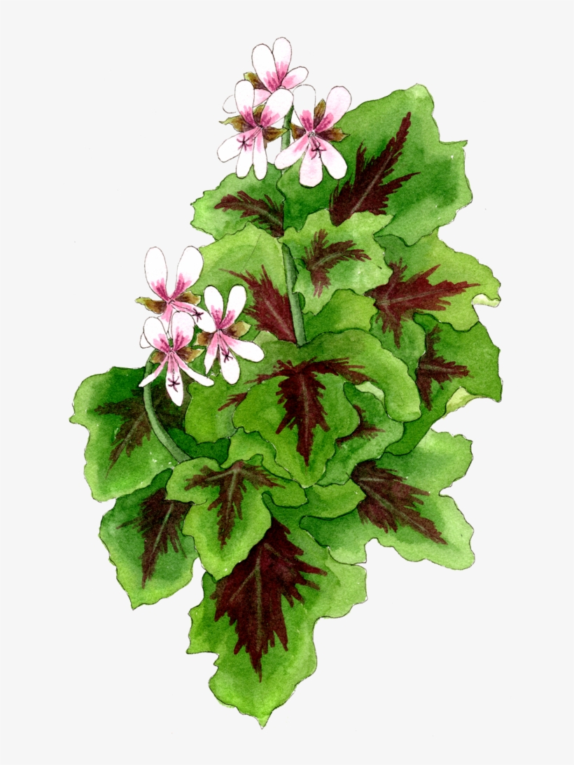 Chocolate Mint Pelargonium - Impatiens, transparent png