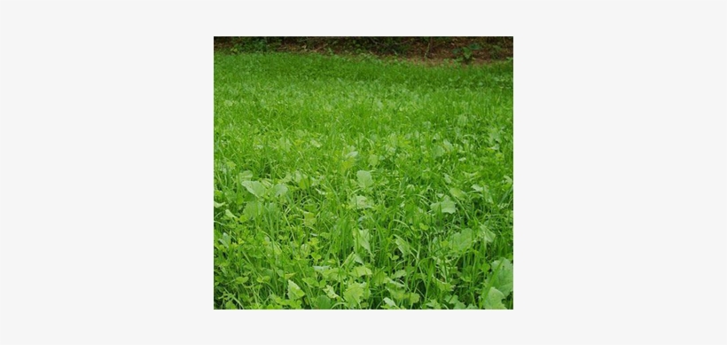 Killer Food Plots Deepwoods Close Up Grass - Lawn, transparent png