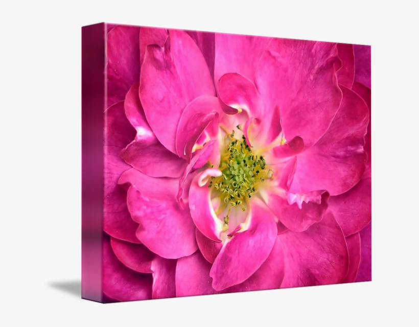 "fuschia Rose Petals Stamens Flower Closeup" By Chantal - Flower, transparent png