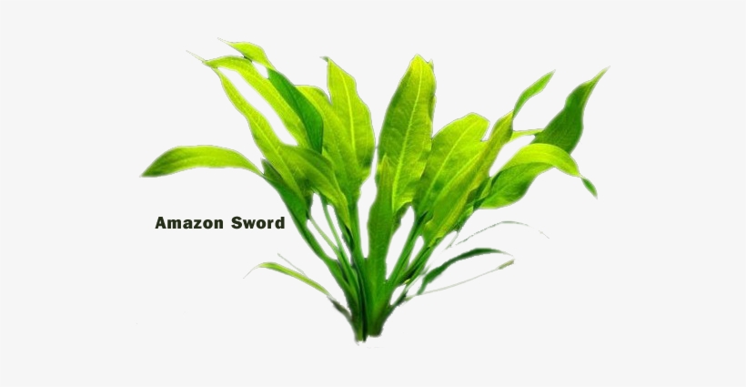 Amazon Sword Plant Png, transparent png