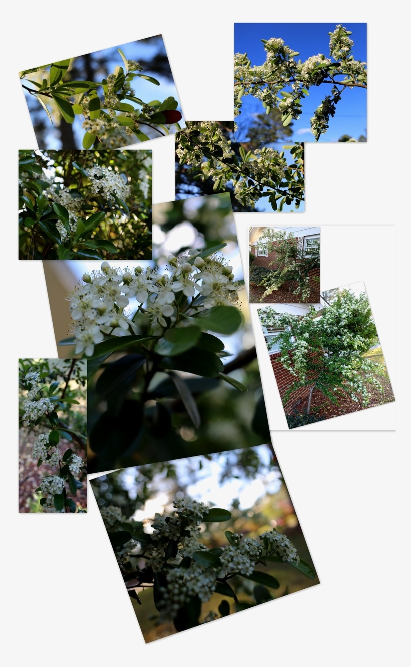 Shrubbery ~ Pyracantha This Is What Happened [after - Jasmine, transparent png