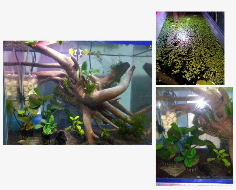 Plant1 - Octopus, transparent png