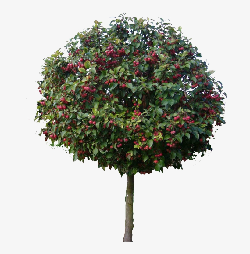 Drawing Models - Drawing, transparent png