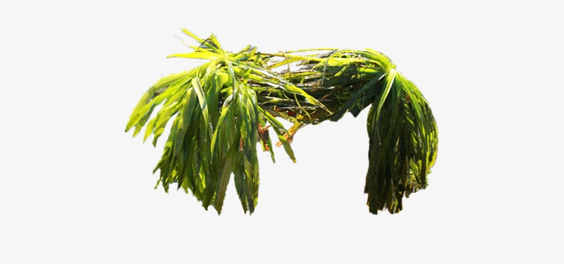 Ontario Federation Of Anglers And Hunters - Willow, transparent png