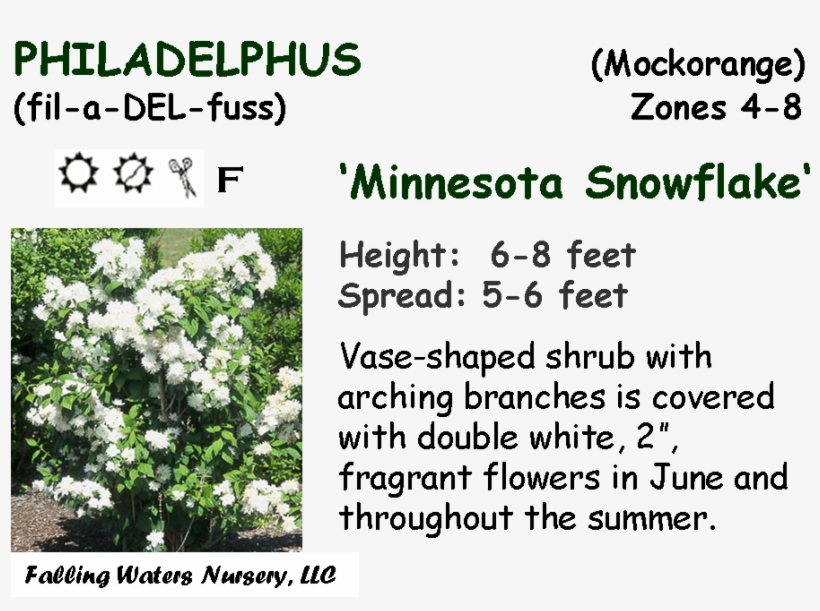 Reduced $12, Bogo $15 - Melissa, transparent png