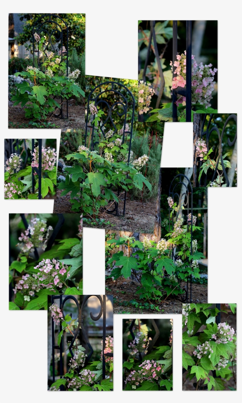 Photography ~ Backyard Landscaping A Trellis & Oakleaf - Yard, transparent png