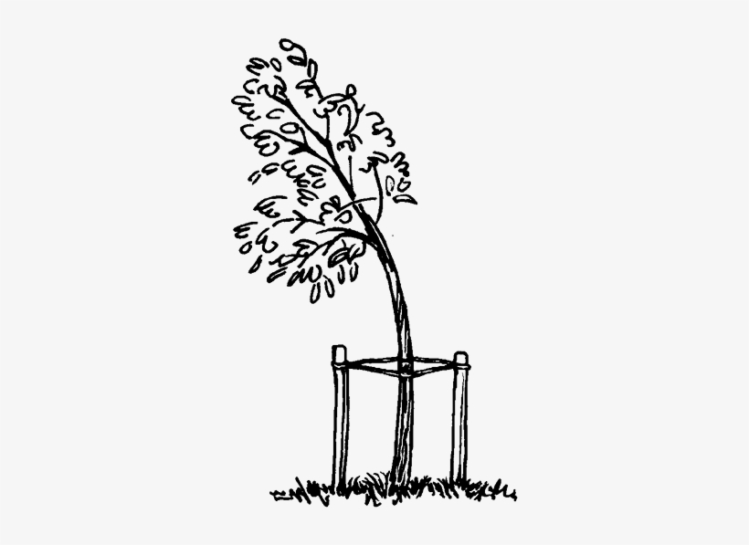 If You Water Your Plants Properly, You Have A Greater - Illustration, transparent png
