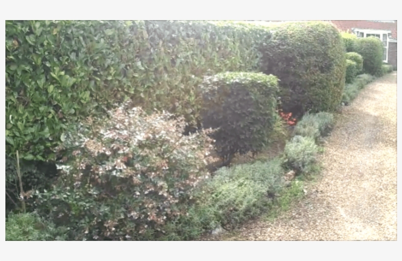 Hedge, transparent png