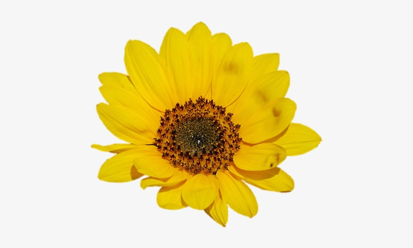 Go To Image - Sunflower .png, transparent png