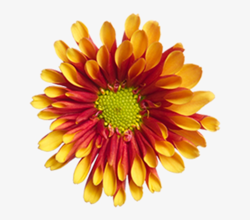 Bronze Novelty Dion Bronze Novelty Dion - Common Zinnia, transparent png