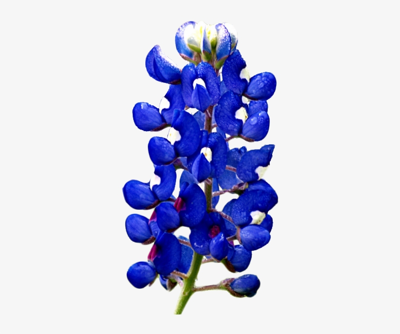 Lupinus Subcarnosus, transparent png
