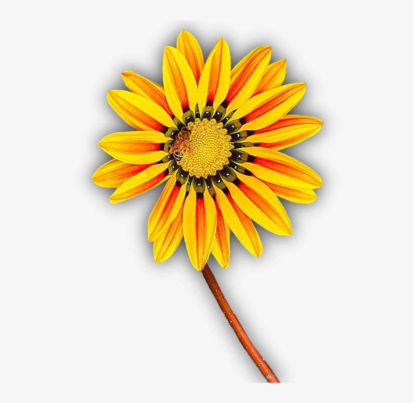 Flower, Yellow, Png, Isolated, Yellow Flower, Blossom - Flor Amarilla En Png, transparent png