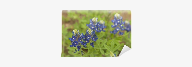 Bluebonnet, transparent png
