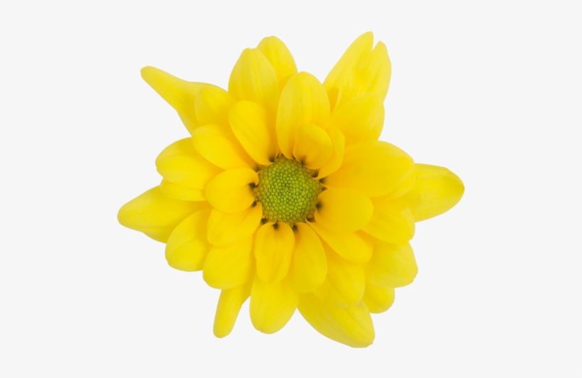 Yellow Daisy Factor - Artificial Flower, transparent png