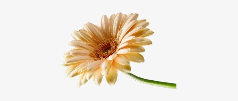 Gerber Daisy Png Daisy Png - Vida So Tem Sentido, transparent png