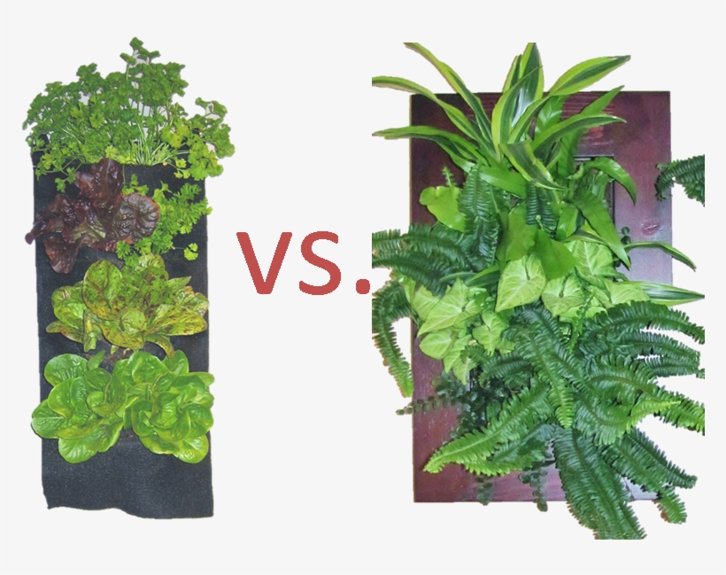 Plant Image 2 - Houseplant, transparent png