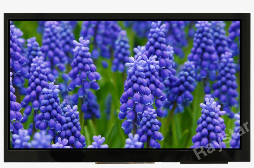 7 Capacitive Touch Screen Module With Controller Board - Hyacinth Flower, transparent png