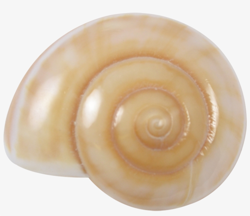 Light Brown Land Snail Shell 2-2.5", transparent png