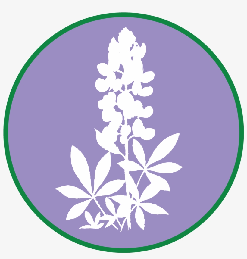 Bluebonnet $250 - Illustration, transparent png