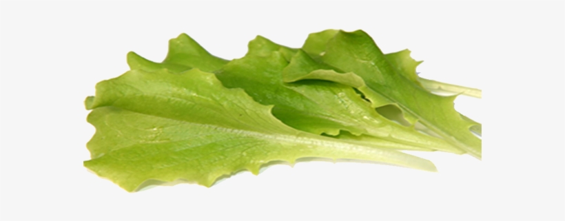 Batavia Baby Leaf - Batavia Png, transparent png