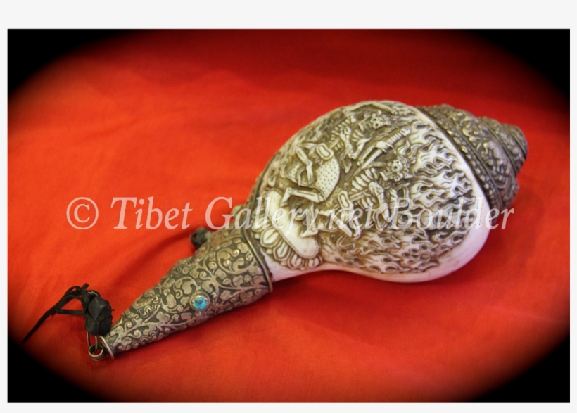 Conch Shell - Shotgun, transparent png
