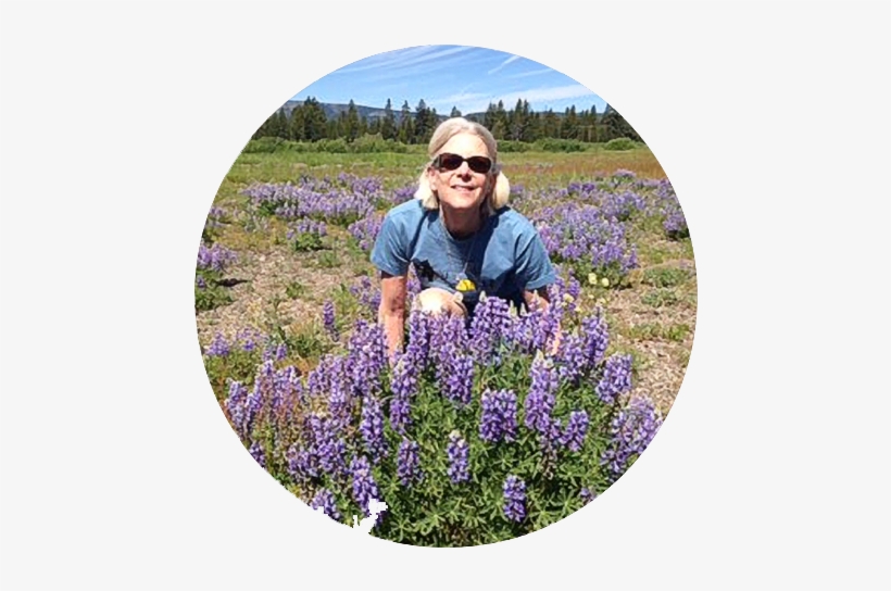 Tour To Yellowstone - Tourism, transparent png