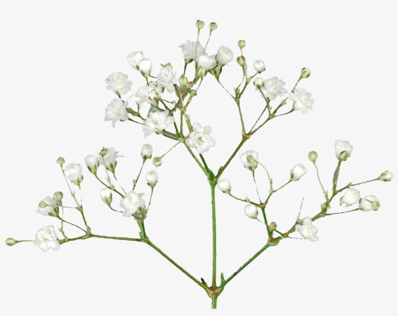 Baby's Breath Flowers Png Free Pic - Baby's-breath, transparent png