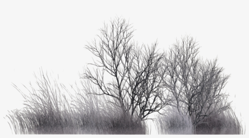 Winter Vegetation By Wolverine041269 On Deviantart - Winter Bushes Png, transparent png