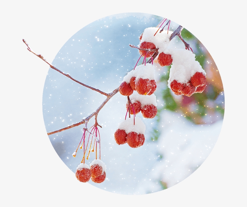 In Our Area, The Winter Season Tends To Drag On And - Stock Photography, transparent png