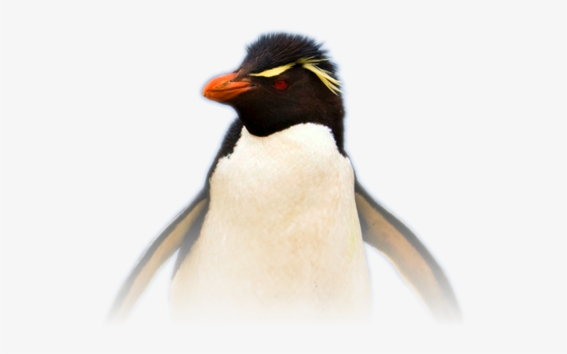 Linux Audio Software - Southern Rockhopper Penguin, transparent png