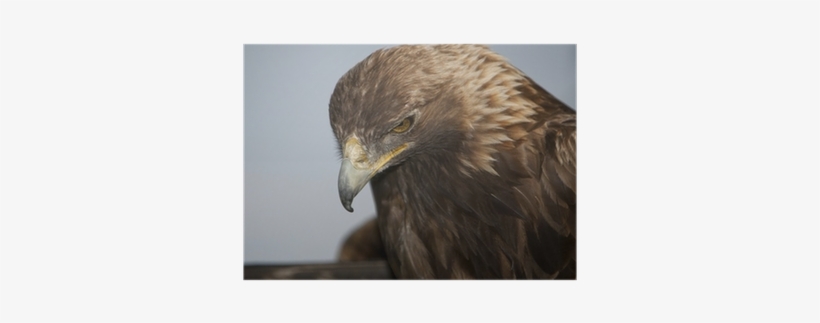Red-tailed Hawk, transparent png