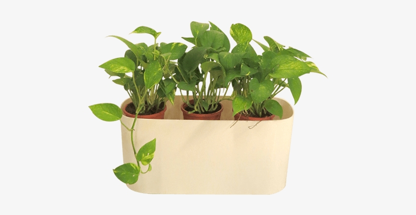 Florida Rectangle Plastic Pot Kochi, Kerala - Garden, transparent png